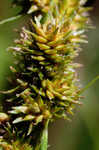 Fox sedge